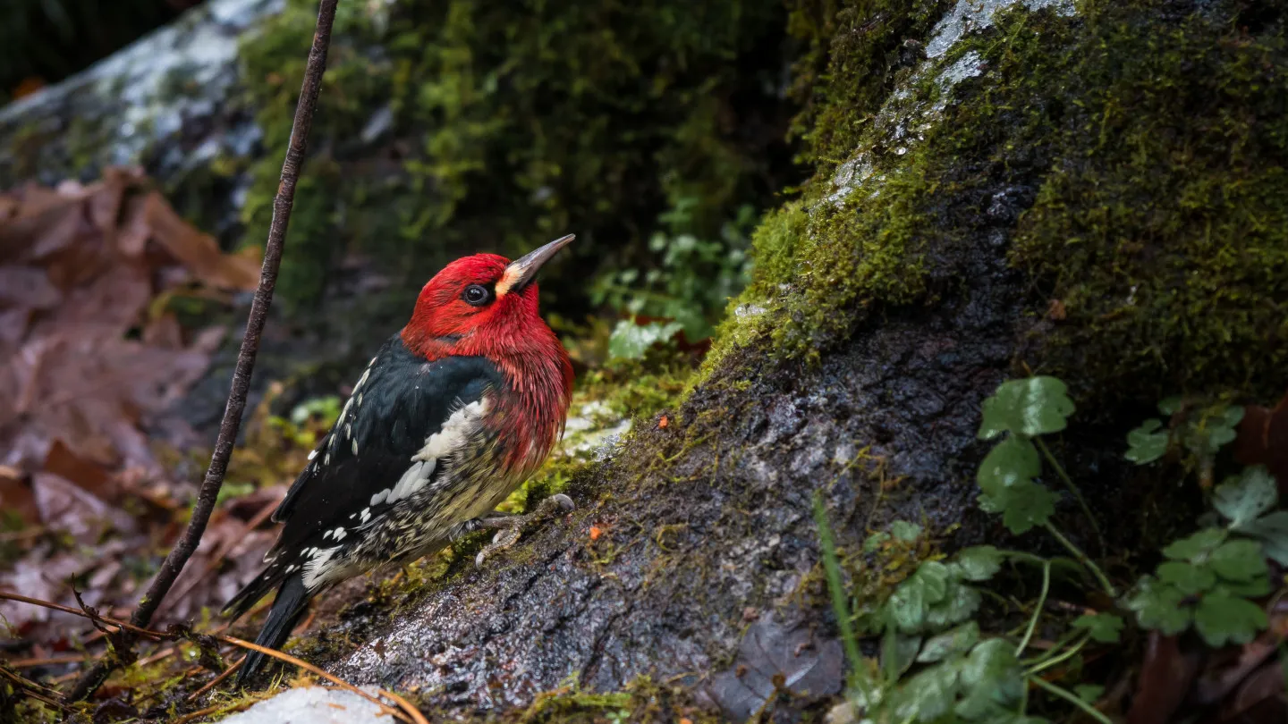 Cover image: a red-breasted sapsucker with black and white speckling perched on a mossy tree trunk in the woods.